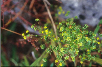 - Bupleurum tenue Buch.-Ham. ex D. Don<br/>APIACEAE (UMBELLIFERAE)